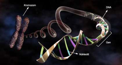 Kromozomdan -> Nükleotide