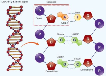 Nükleotidler ve Sarmal Yapı