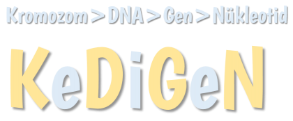 Kromozom>DNA>Gen>Nükleotid (KeDiGeN)