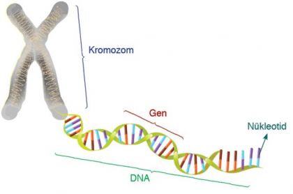 Kromozomdan Nükleotide