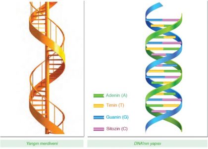Yangın Merdiveni ve DNA