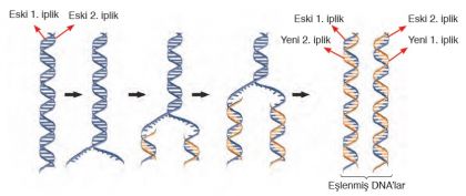 DNA'nın Kendini Eşlemesi