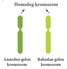 Homolog Kromozom